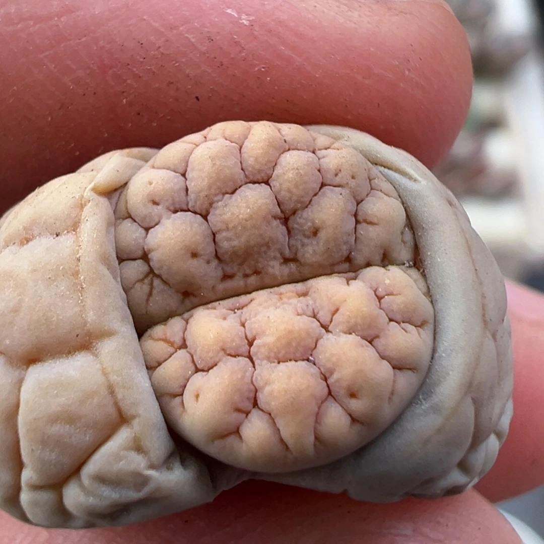 12.17好看的多肉脱土发货257