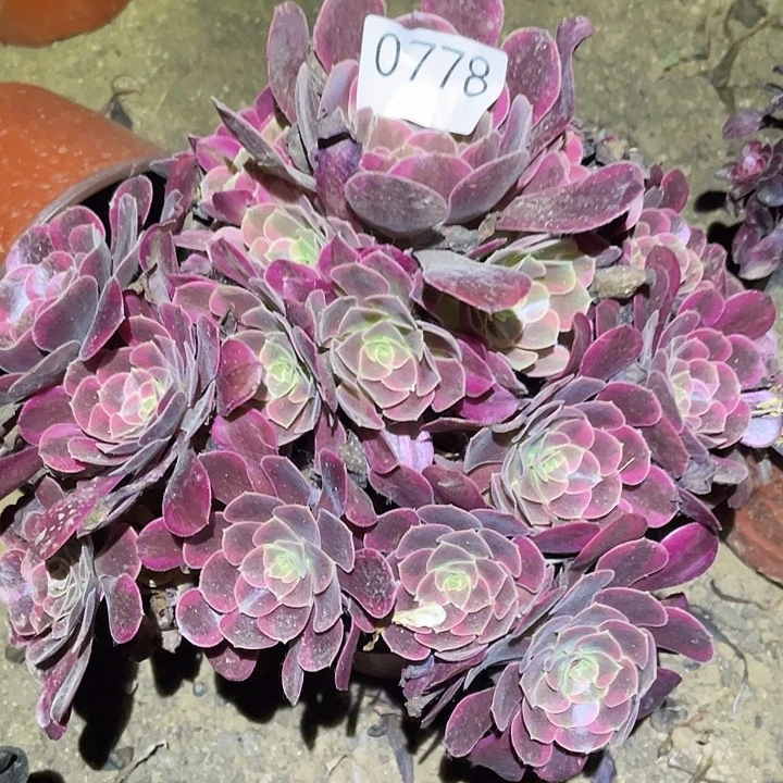 多肉植物法师778凤冠