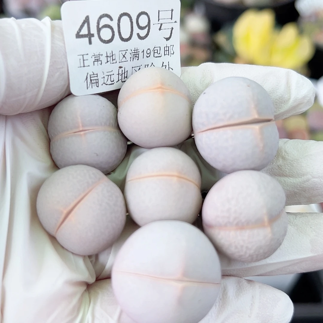 4609四年粉色高尔夫7个cm左右