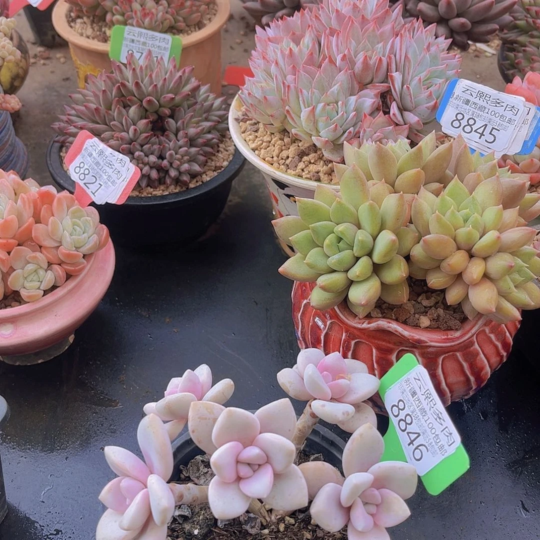 8846桃霜多肉植物