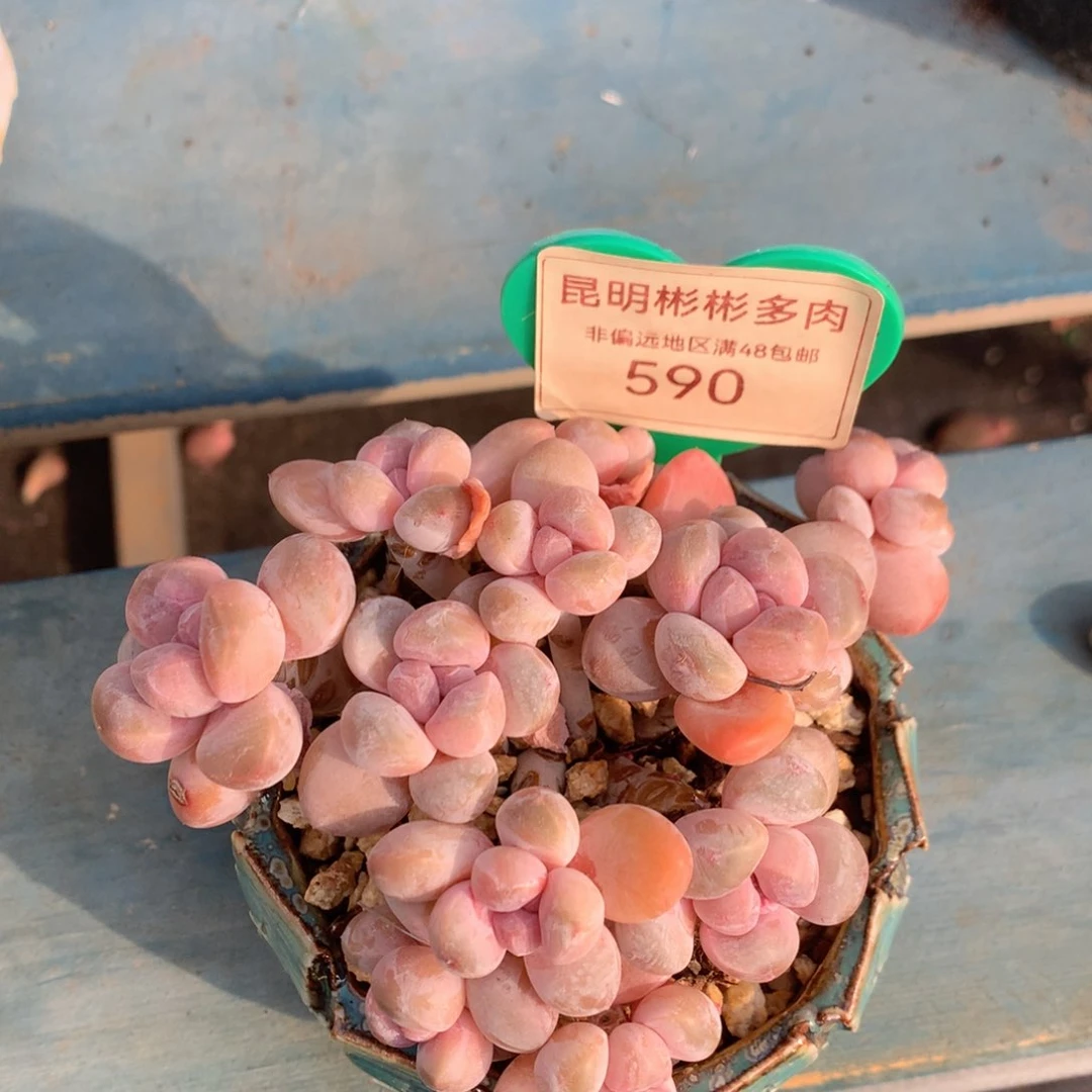 香玉矮桩平头无砍590