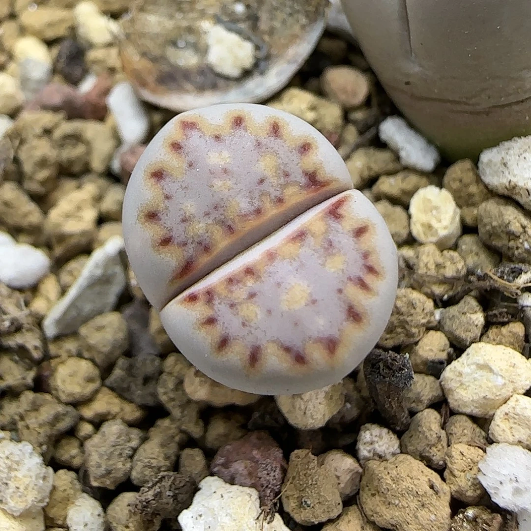 11.15.1621.015饼干.9039