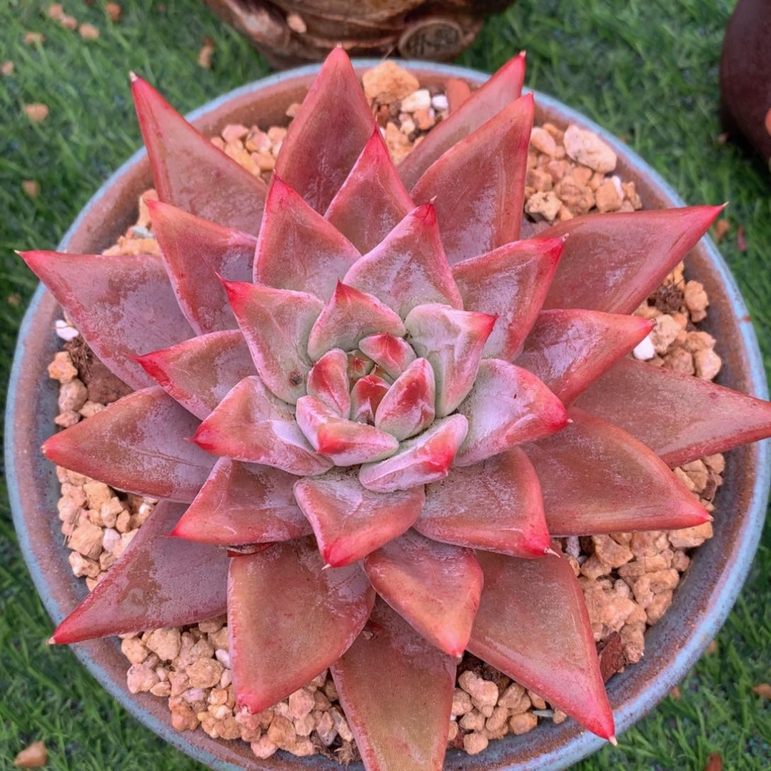 灵魂杂交13 公分一物一拍