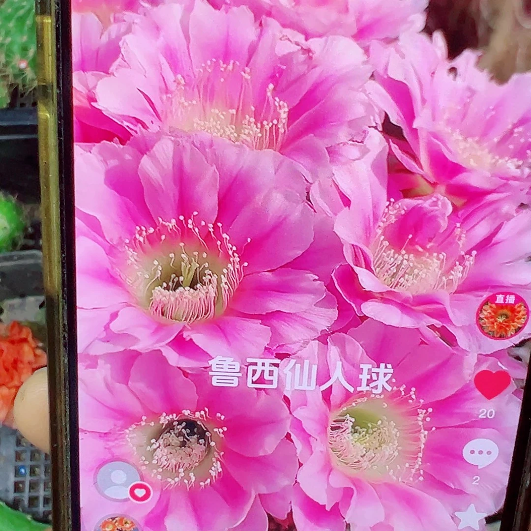 丽花 夕恋侧芽 满20包邮