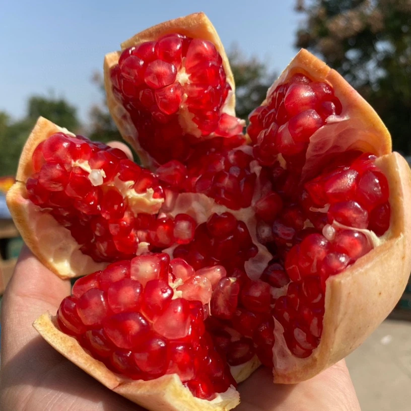 四川会理软籽石榴新鲜应季清甜皮薄现摘水果
