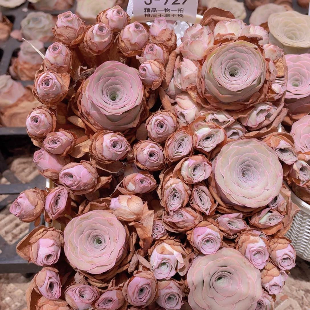 山地玫瑰花篮组合J727