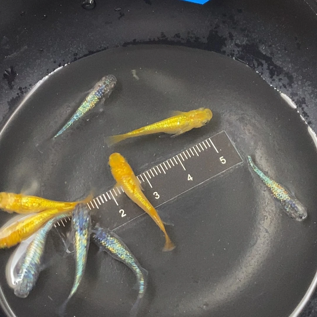 海水淡水混搭一组10条，50