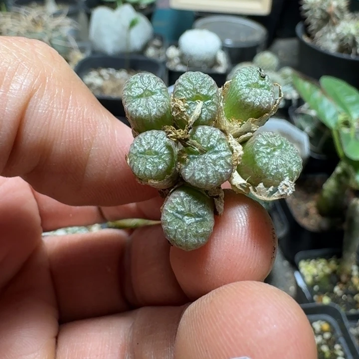 755流水铜壶脱土发货
