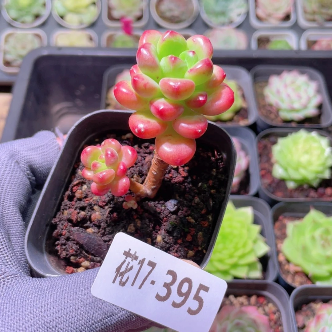 花利美17-395香格里拉