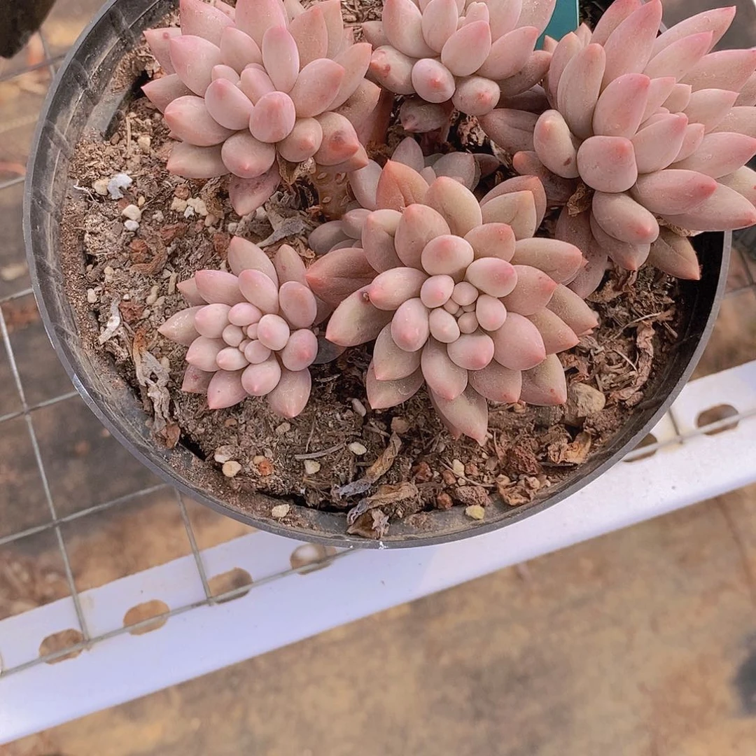 @****814多肉植物老桩