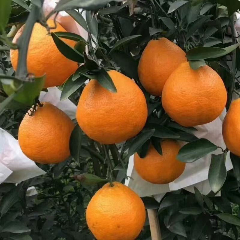 耙耙柑(春见)带土带杯柑橘树苗盆栽地栽
