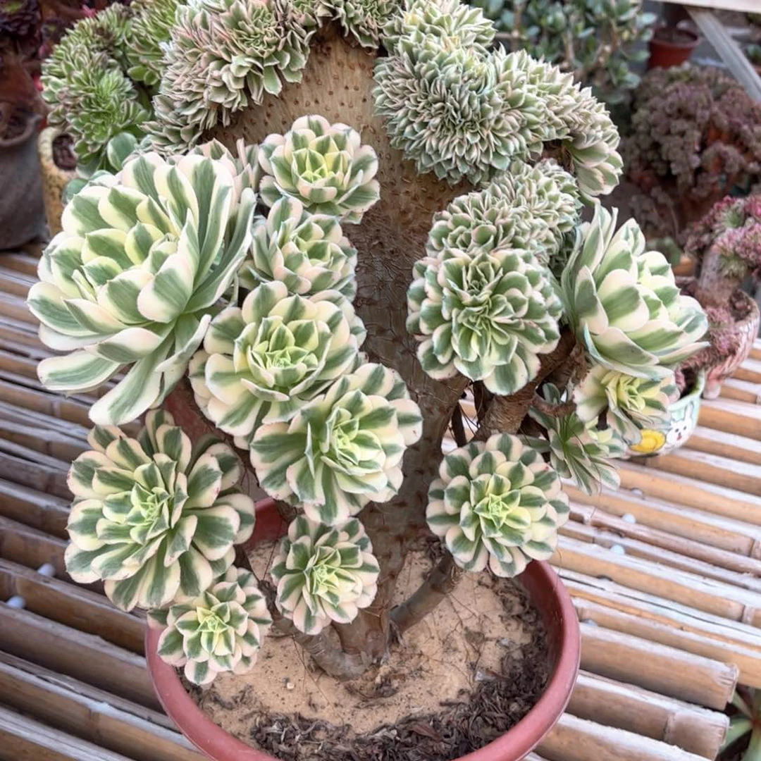迈巴赫朵朵缀老桩