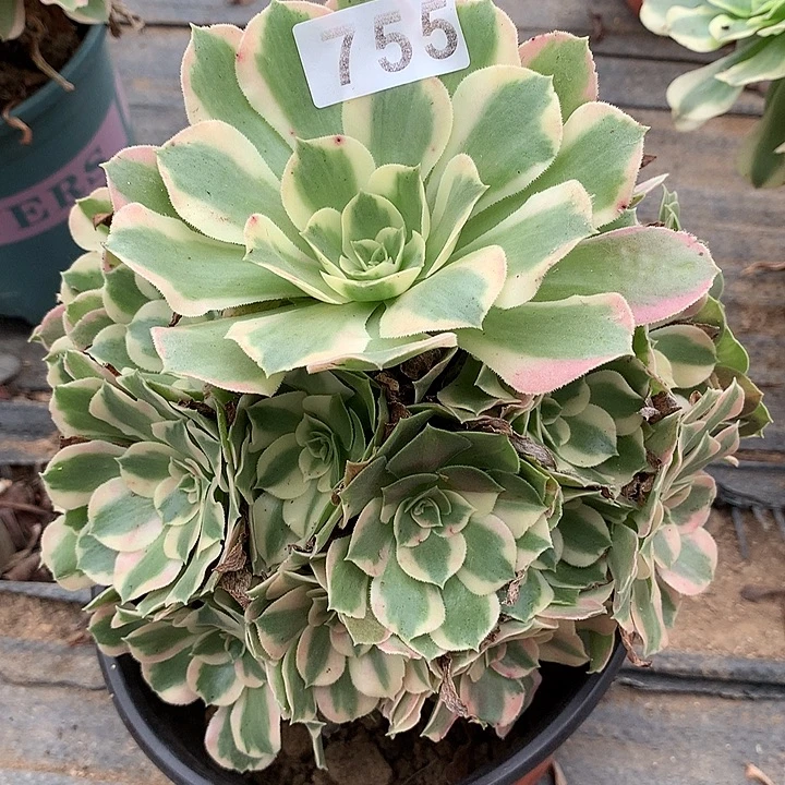 花脸叶罗刹老桩755