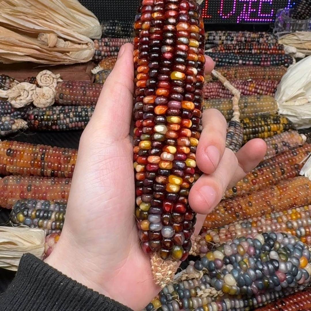 柏香籽/百香籽吊坠念*