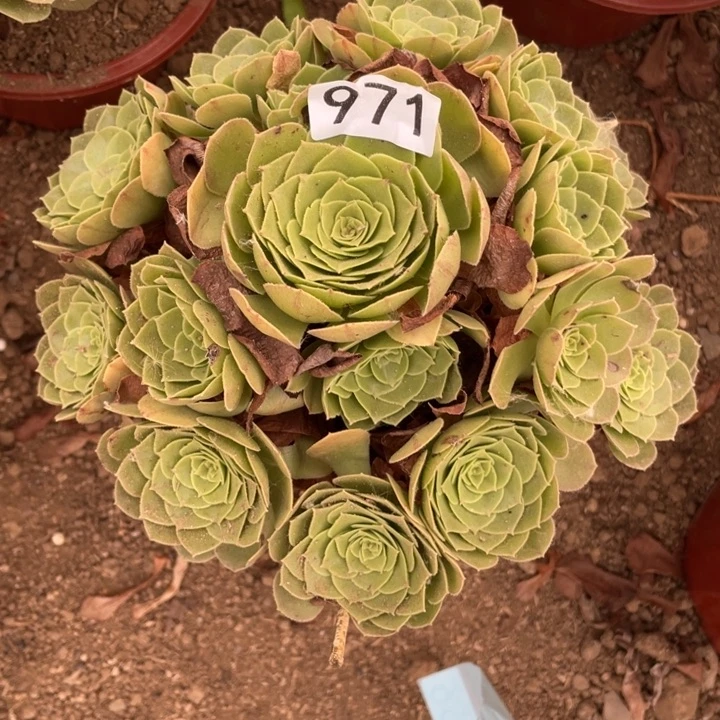 无花朵971多肉植物圣罗兰