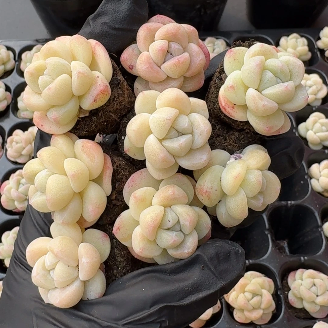 01号到手9颗，江北多肉