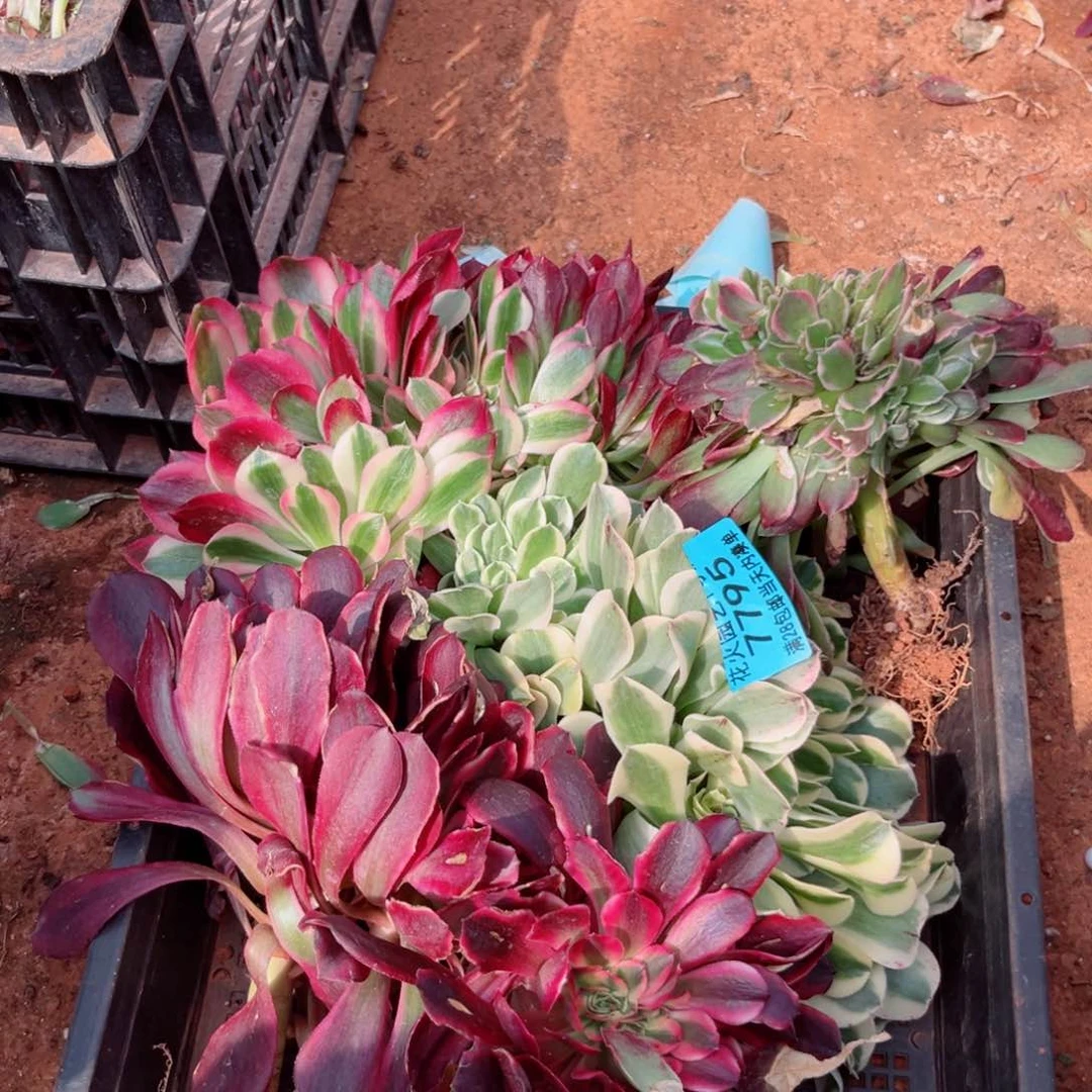 组合7795多肉植物