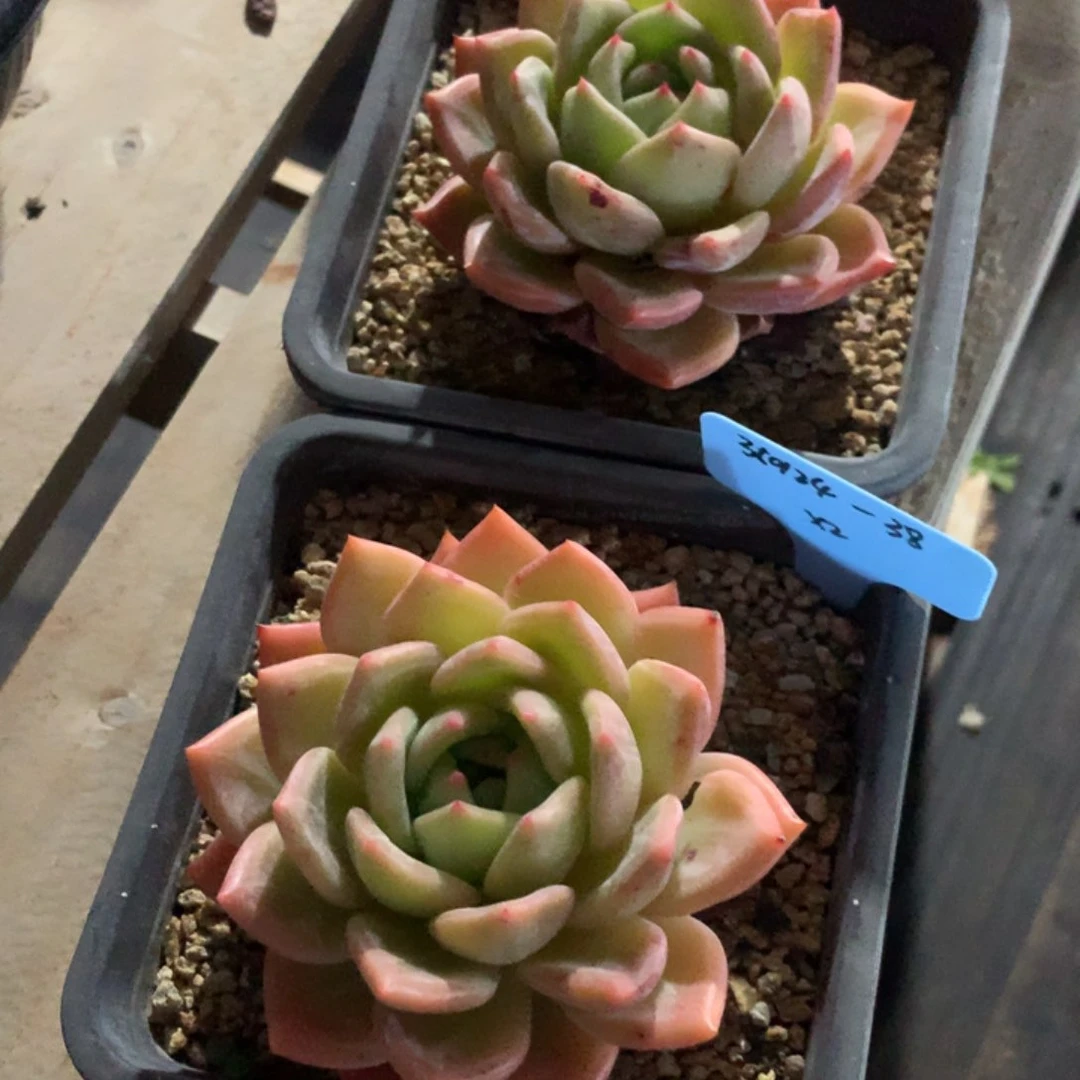 S****s350124-38香槟2