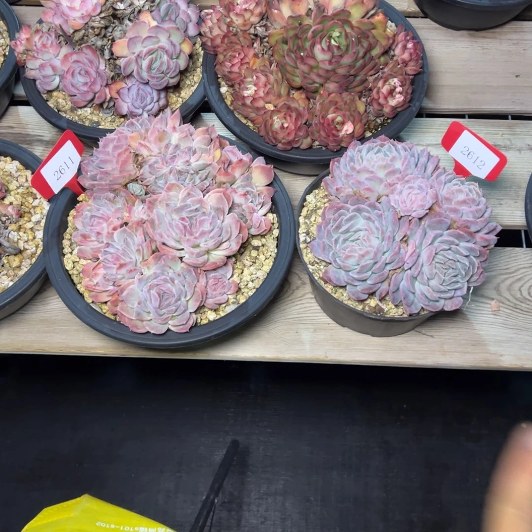 安*2611，2612多肉多多发的两颗da b