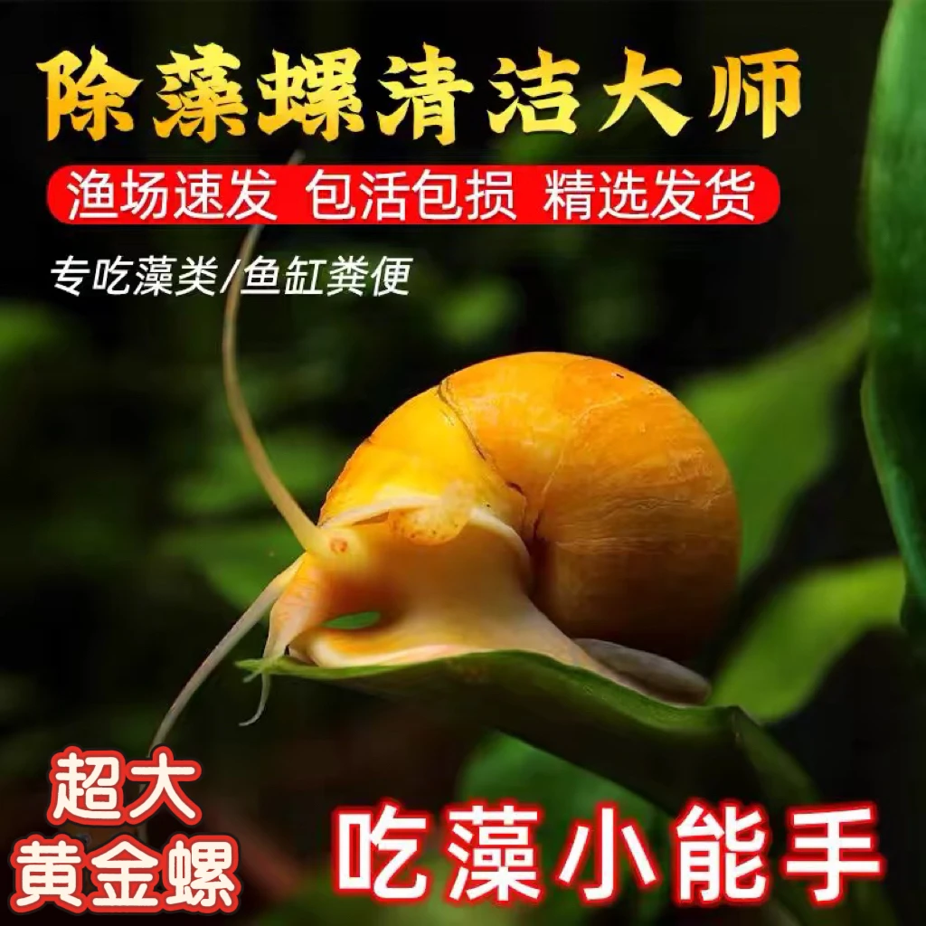 黄金螺观赏螺鱼缸除藻清洁螺淡水工具螺专吃鱼粪便大号鱼缸除藻