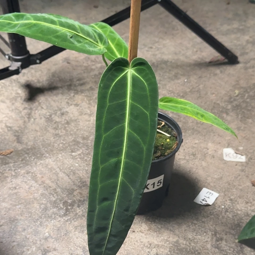 最***句无花朵X15火鹤后花烛