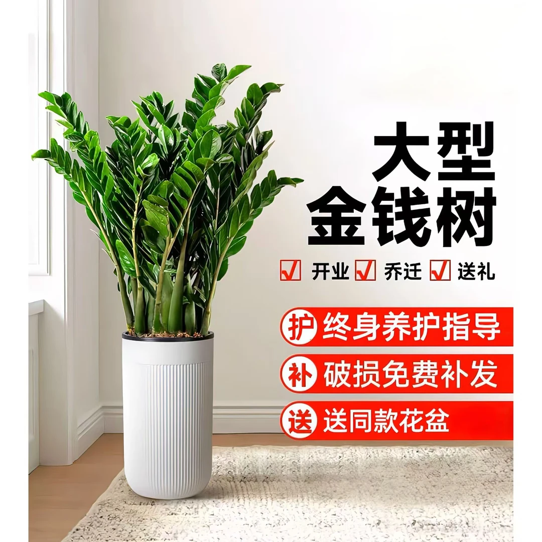 金钱树客厅大型盆栽观赏绿植室内新房乔迁搬迁家具落地绿植钱串子