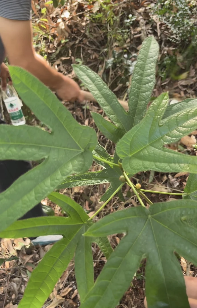 （新鲜普货）深山野生五指毛桃