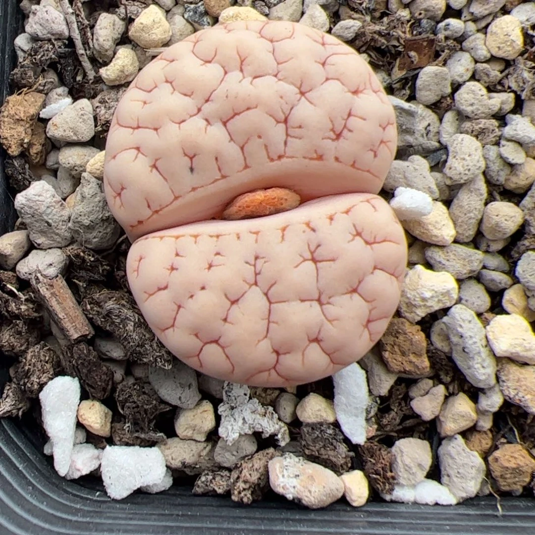 093号189 多肉植物