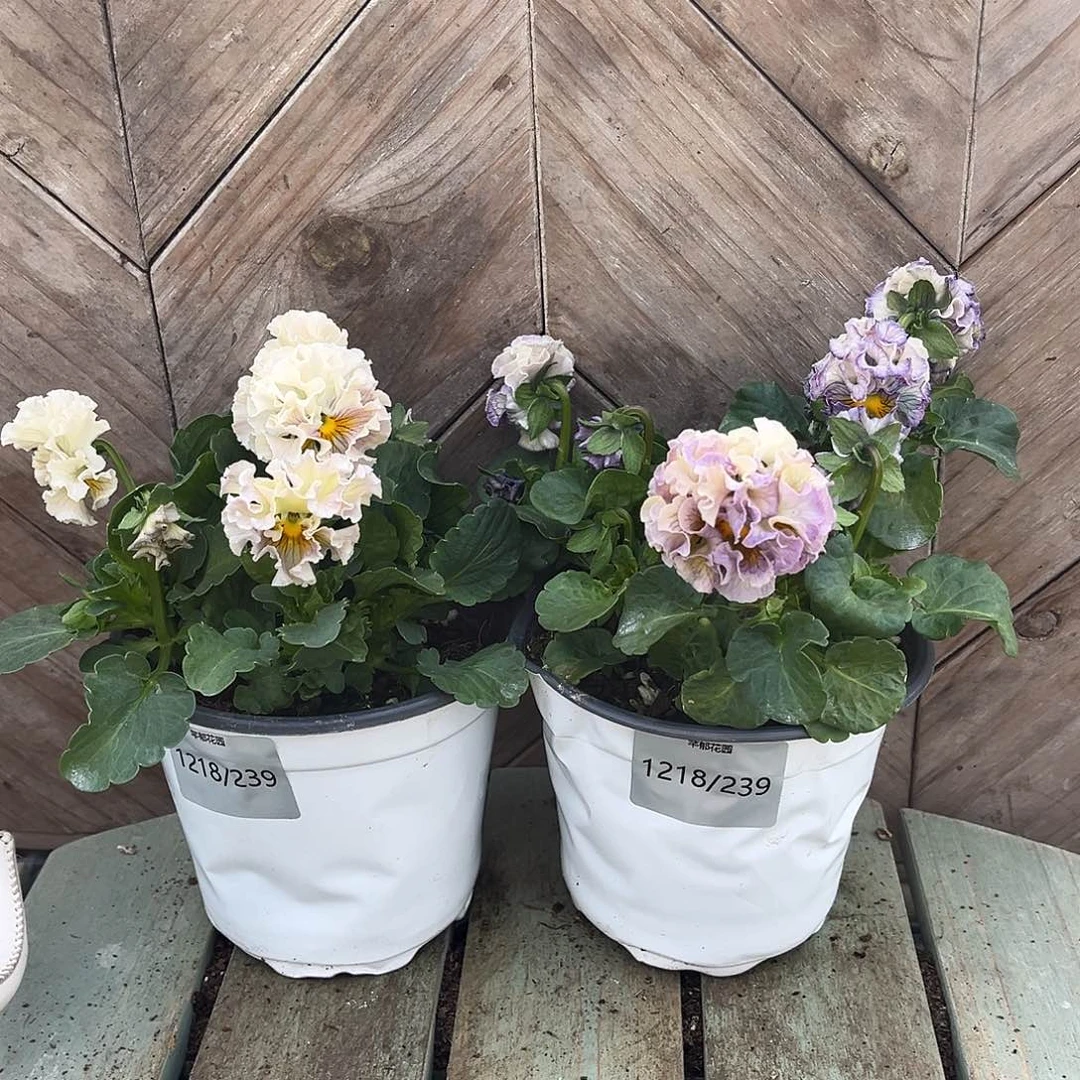 完全开放1218/239