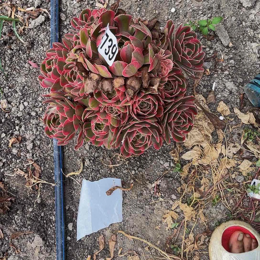 女郎法师32-1包邮