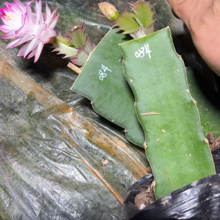 084嫁接小苗带盆发货一颗