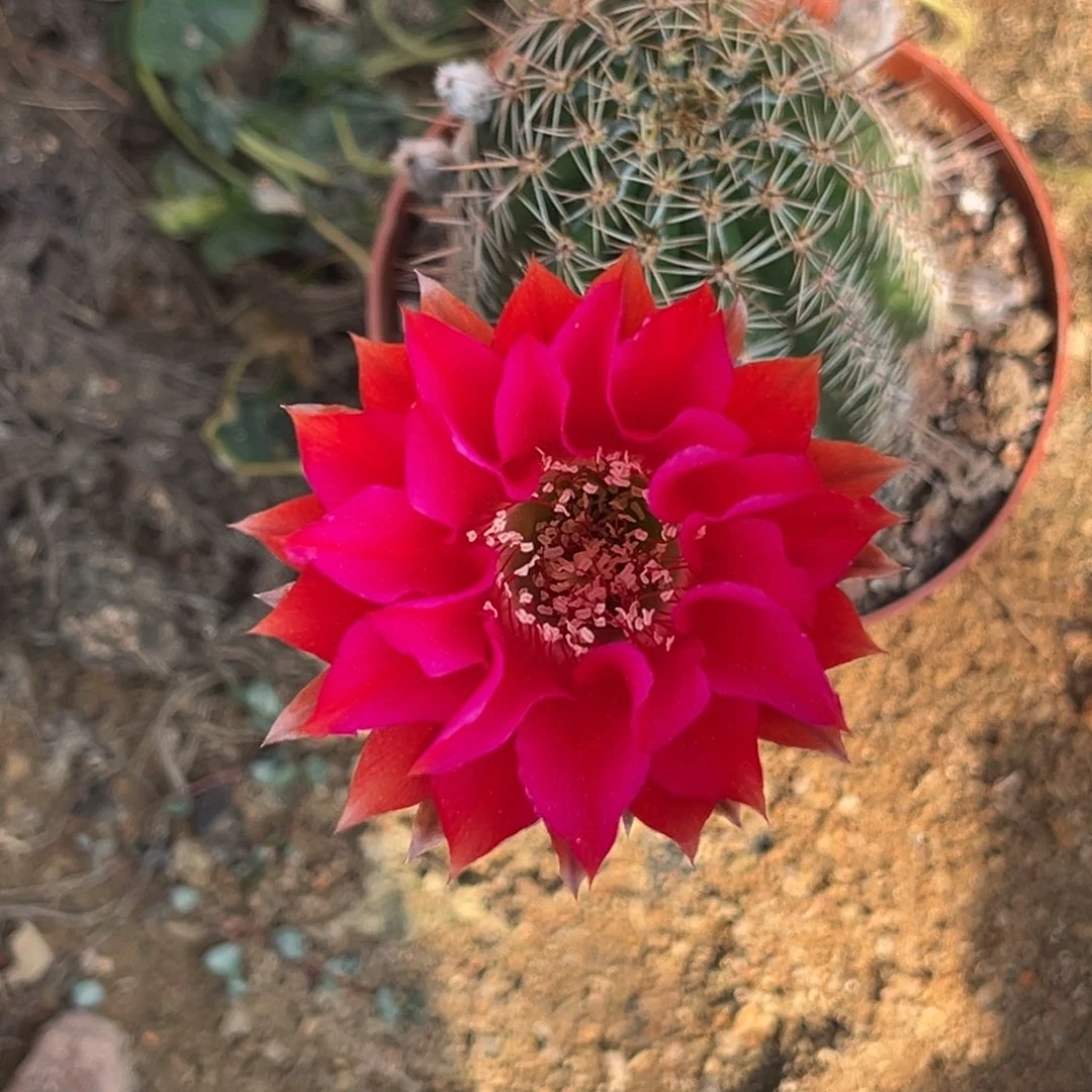 A****6实生彩草仙人球1