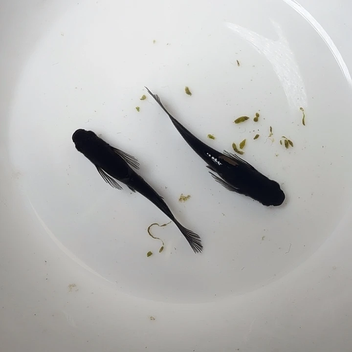 青鳉鱼96号拍品飞梦大蛇