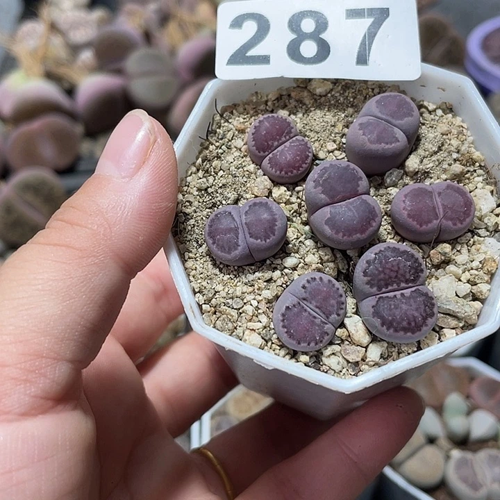 完全开放惊生石花287