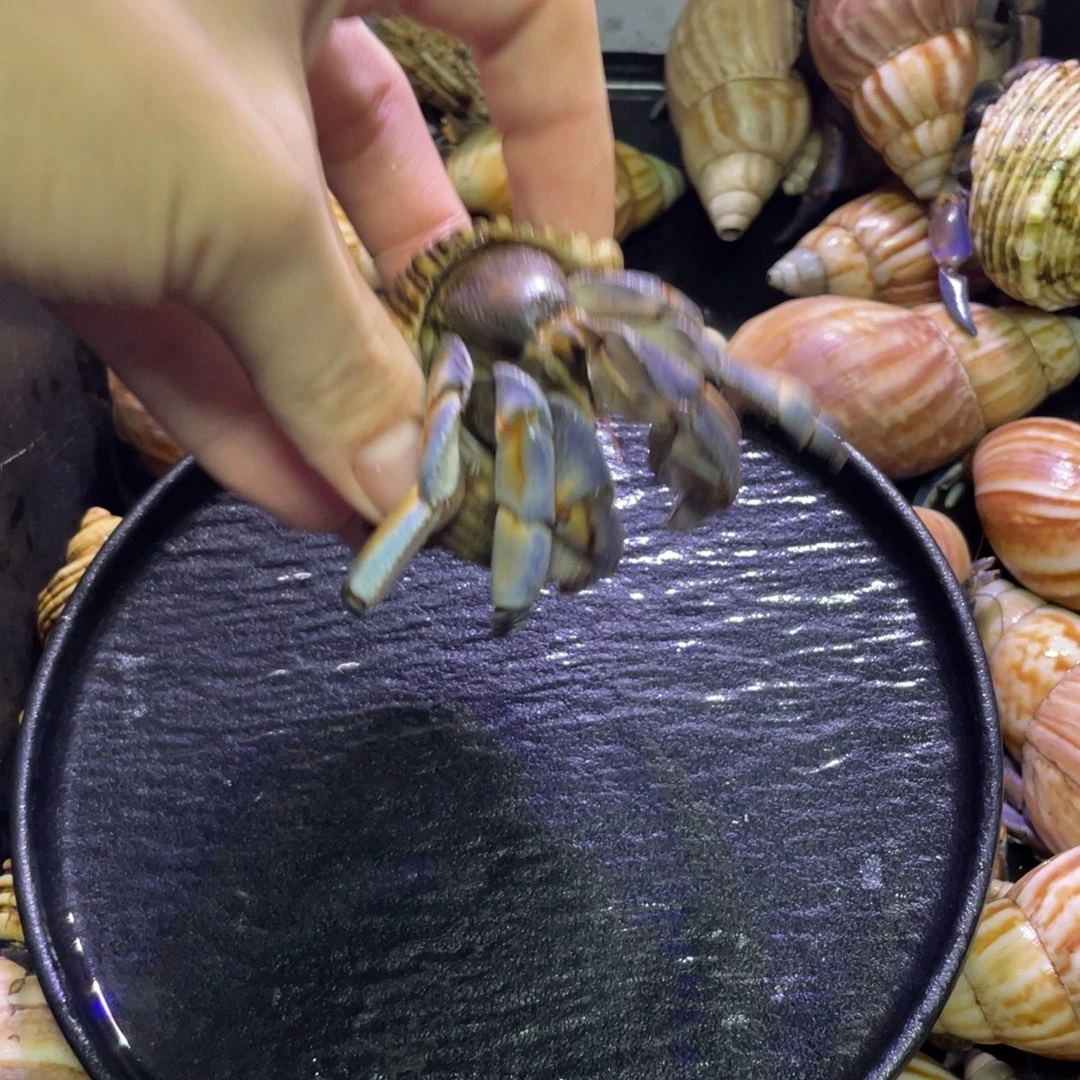 寄居蟹寄居蟹寄居蟹