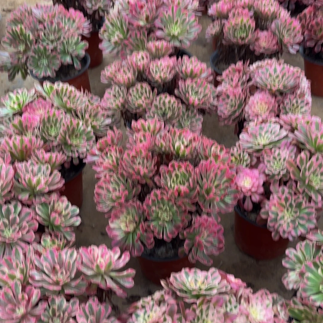 红铜白绣球15.8多肉植物