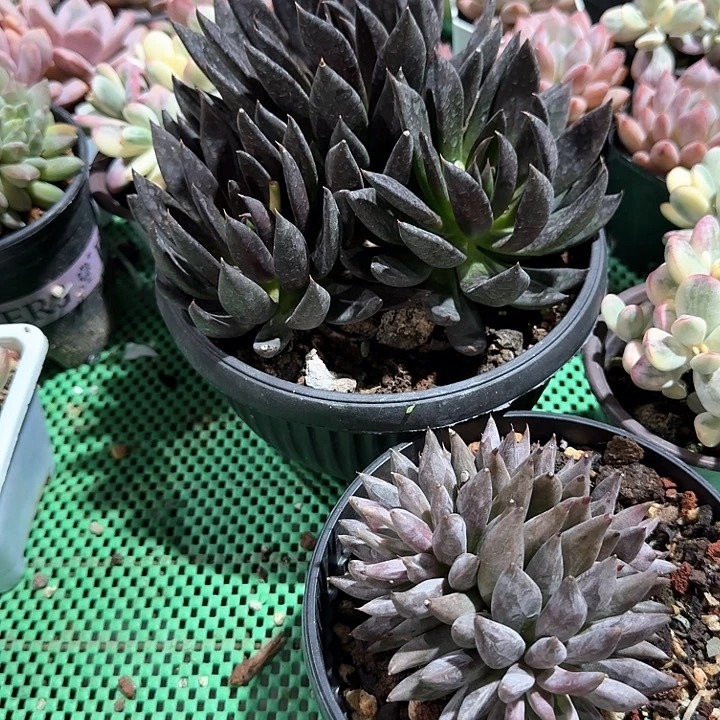 黑骑士多肉植物的生长