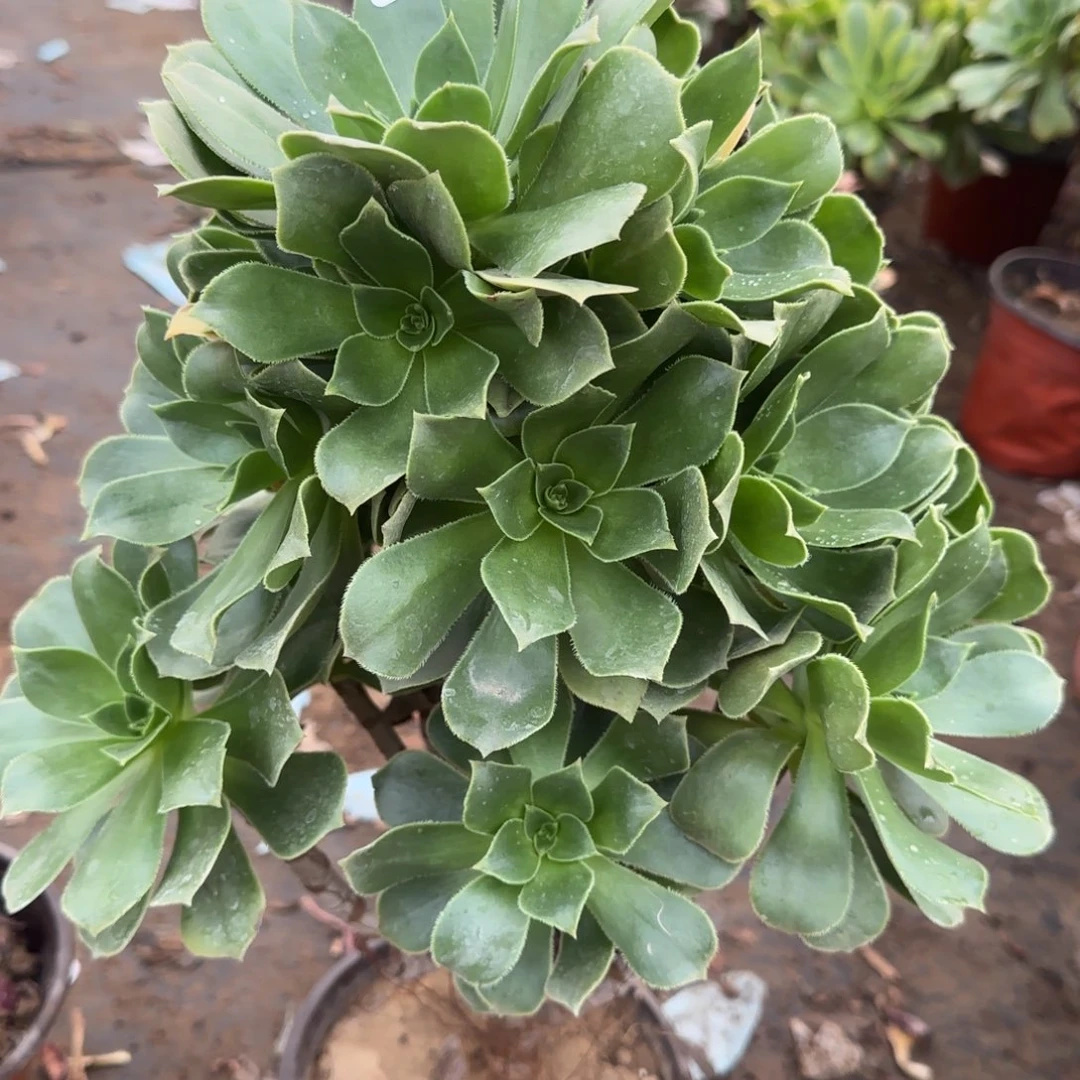 香腹多肉1428满28包邮断枝不包