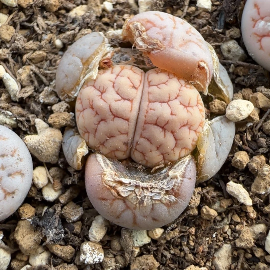 11.30.马哥189.11号.9040