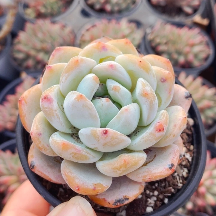 天使橙2盆福利15.8