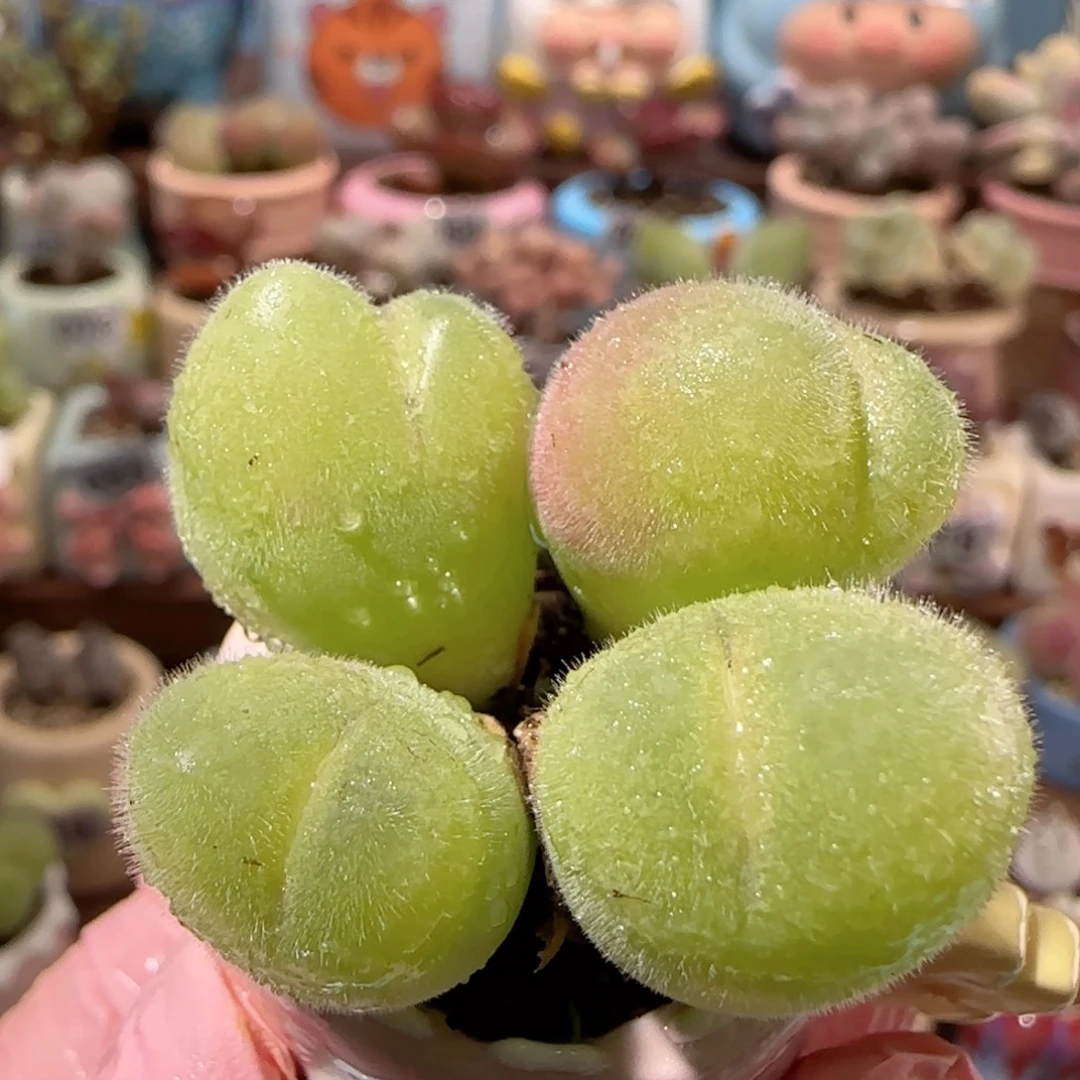 T一家四口毛翠盆口2.5cm