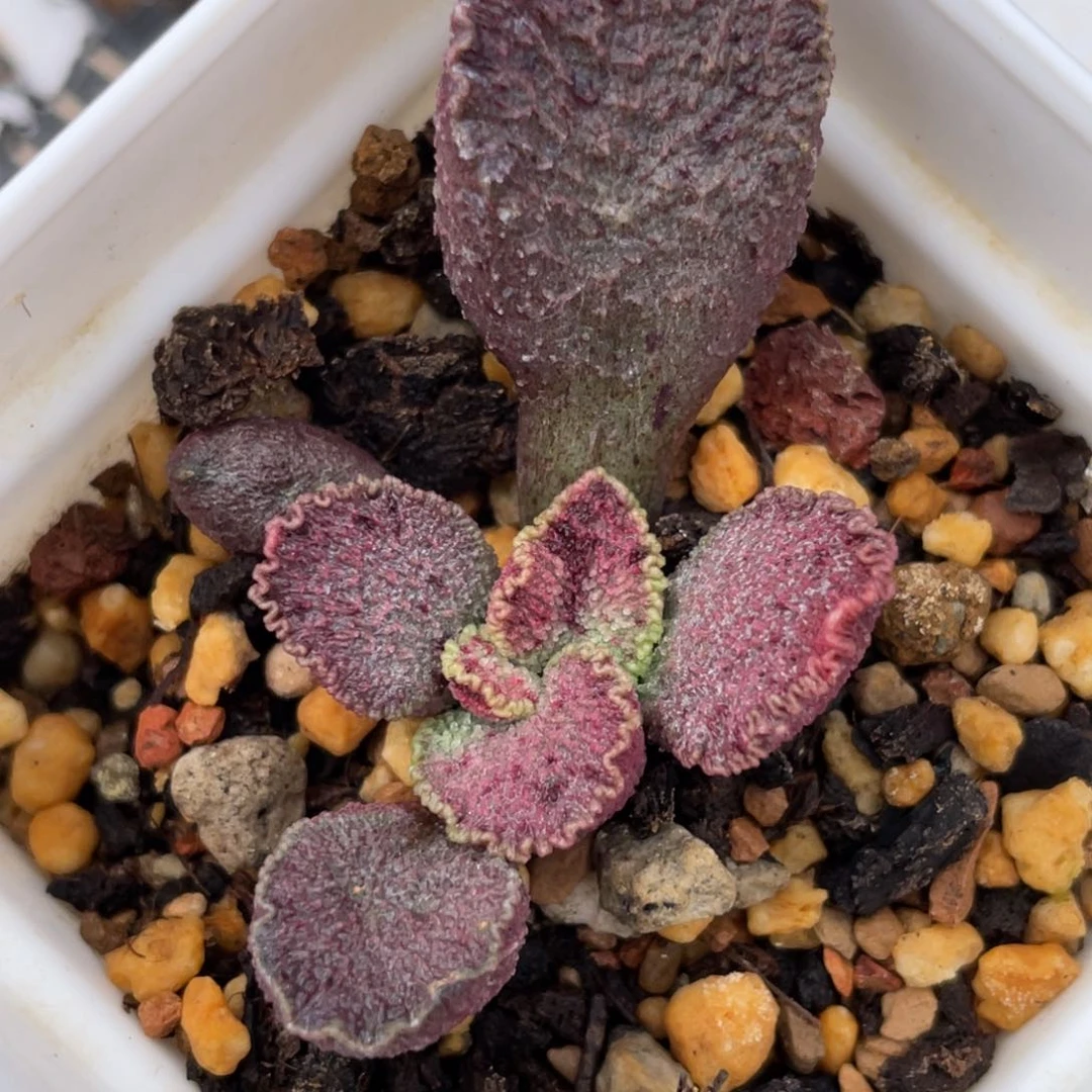 火凤凰 多肉植物水泡