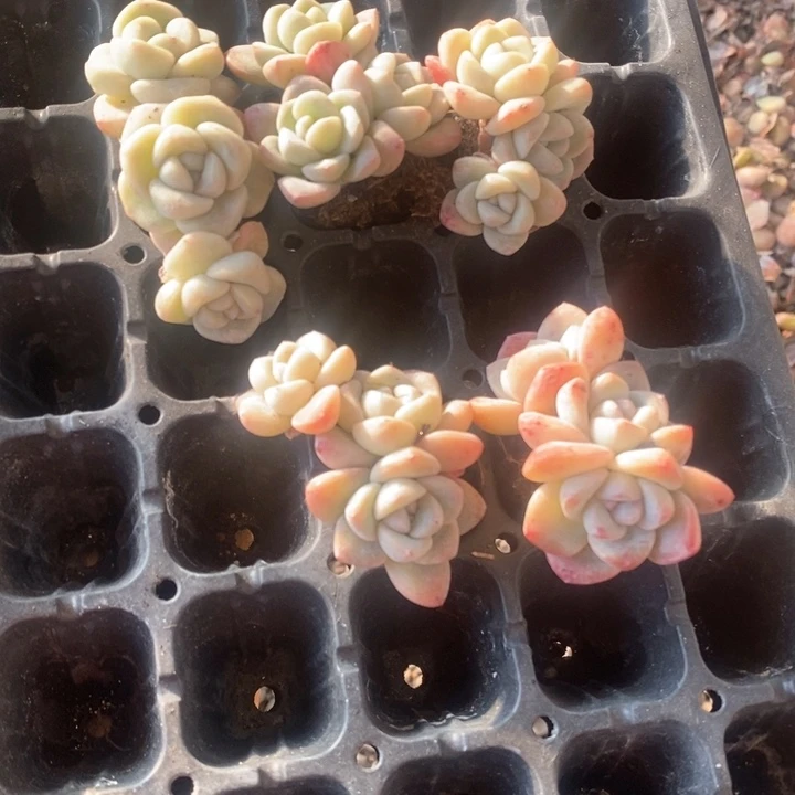 娜姐一物一拍专拍