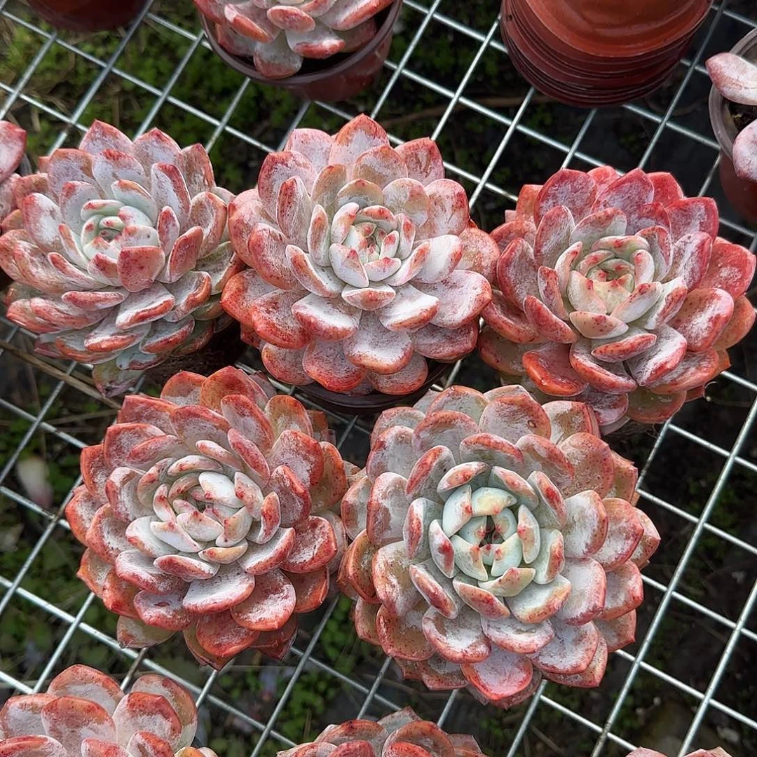 大橙子五颗一物一拍