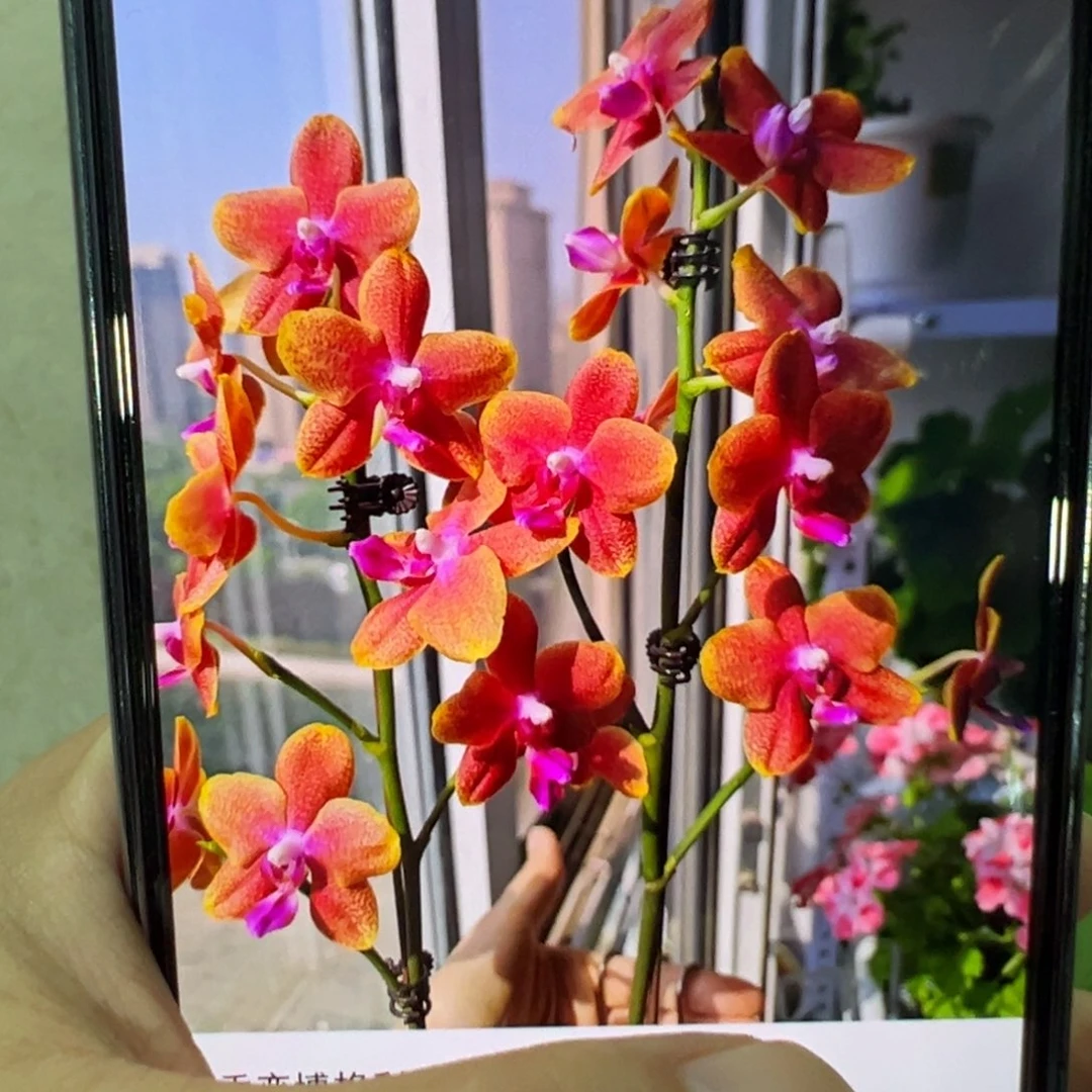 当前无花栽培后可以开花香恋博格丽凑单发货