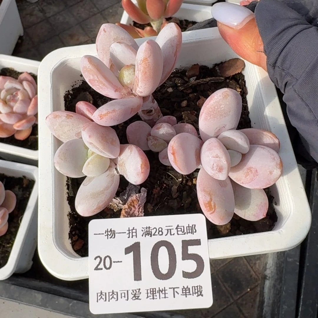 雪美人无盆土发货无
