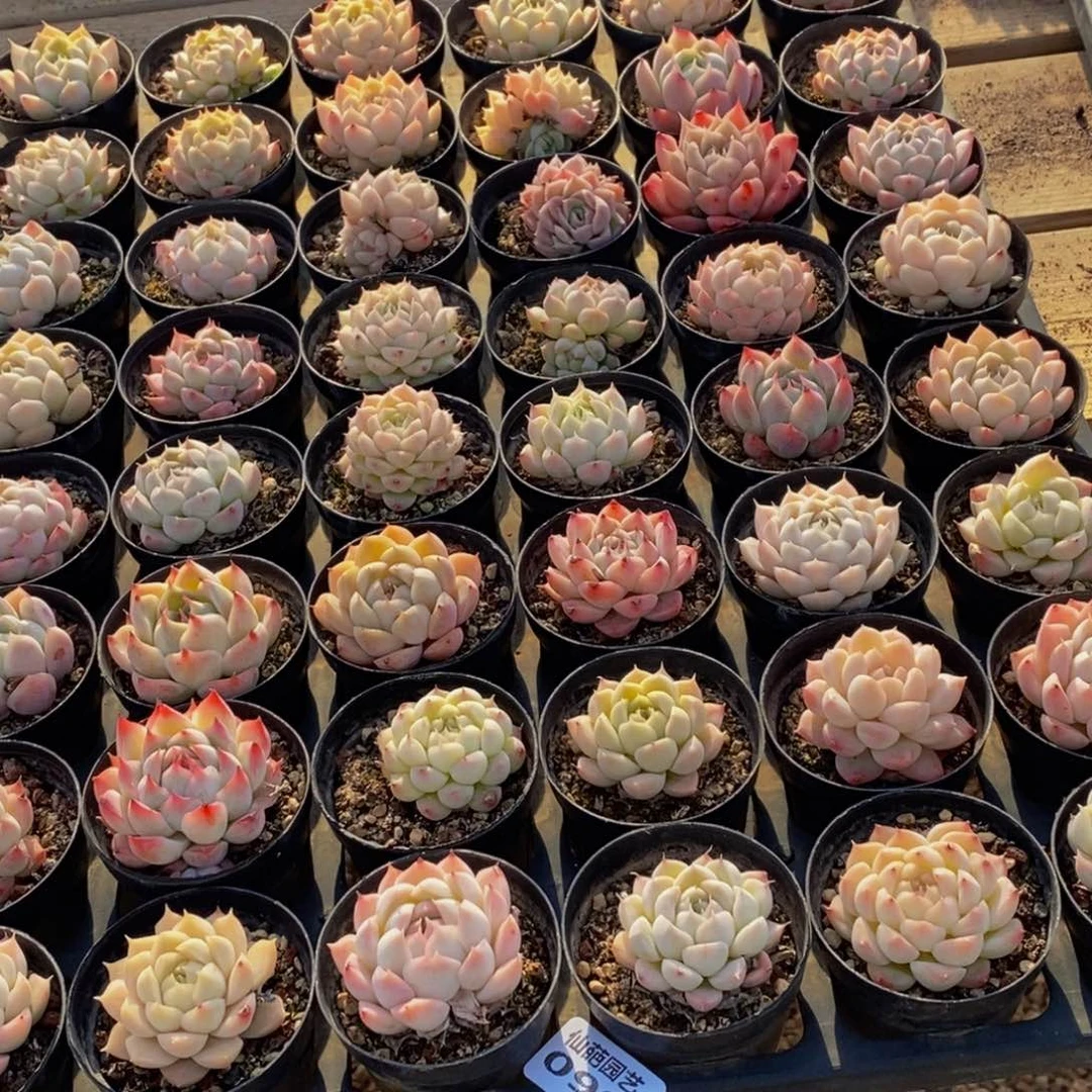 099多肉植物保护研究所所长助理