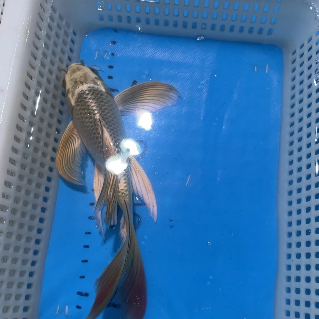 锦鲤蝴蝶鲤锦鲤包邮
