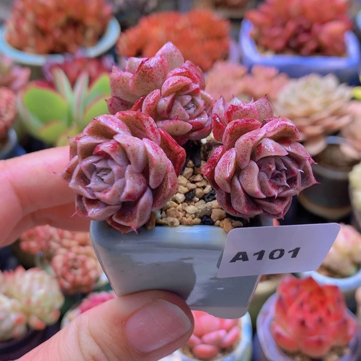 一物一拍含盆土满38包邮A101