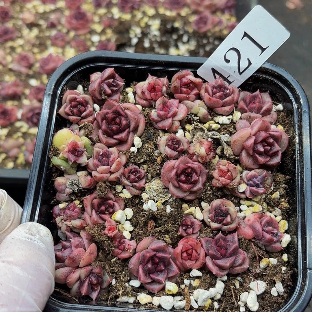 多肉植物多肉植物421